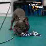 Extendable Flirt Pole for Dogs - Image 2