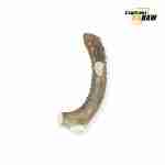 Natural Antler Chews for Dogs - Image 8