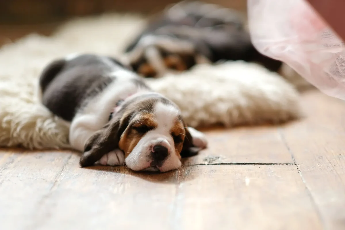 Gallery Detail: Less Food Allergies With Canine Hypoallergenic Diets
