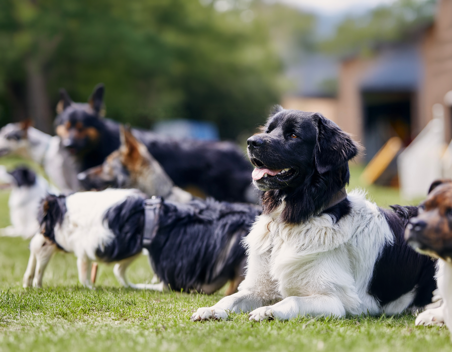 Obedience Classes